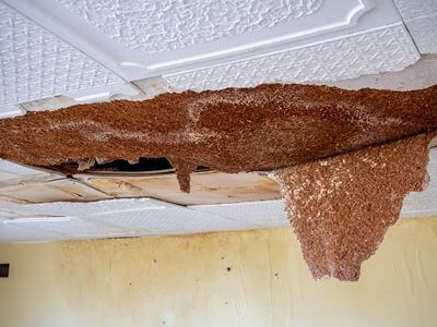 Professional water damage restoration services in Walnut - Krynvex Pillar
